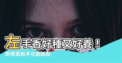 左手香可以放室內嗎